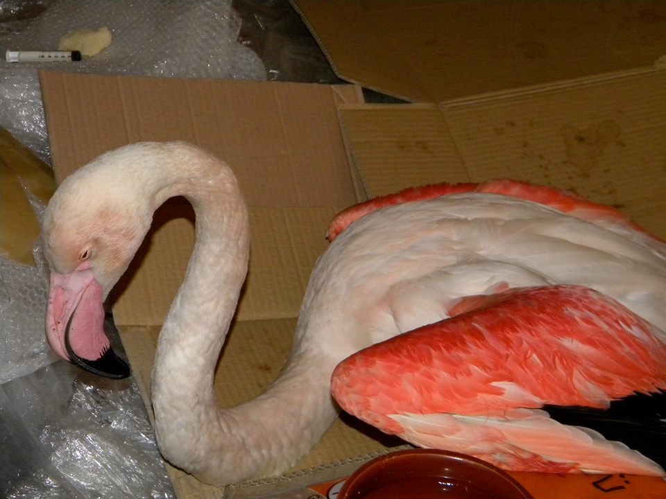 16998778 1240489896071753 2262001970061977565 n