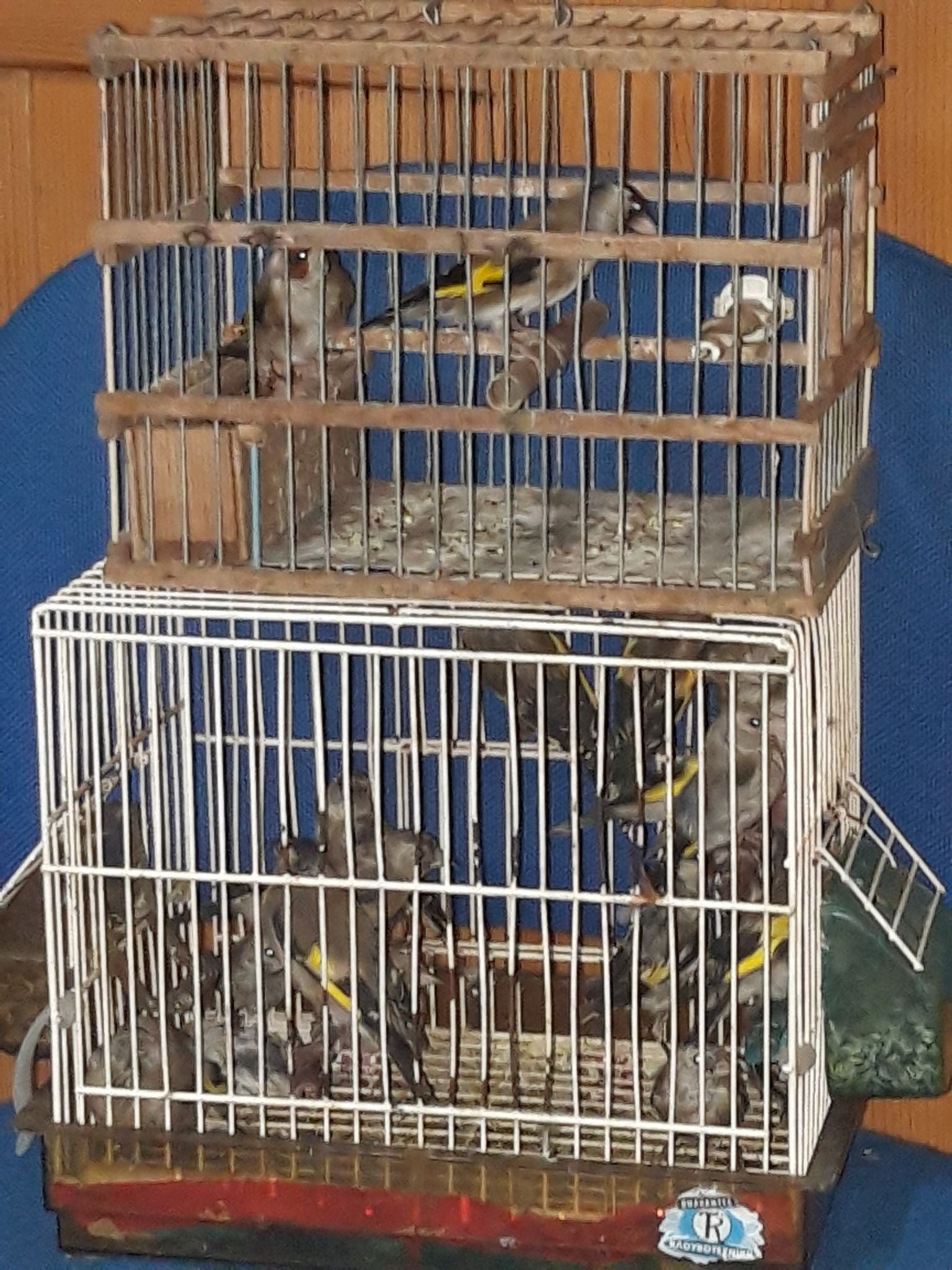 119487303 3471089489655295 9137296762241473557 o