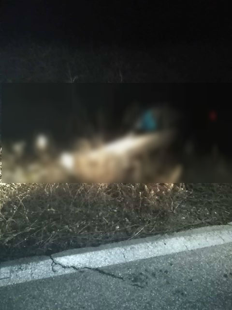 49900025 1273292482810866 9045192183254089728 n