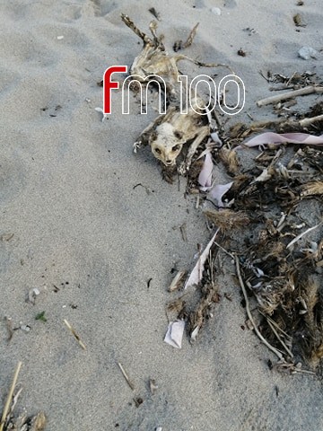 95477360 774037976460330 4041669276141092864 n