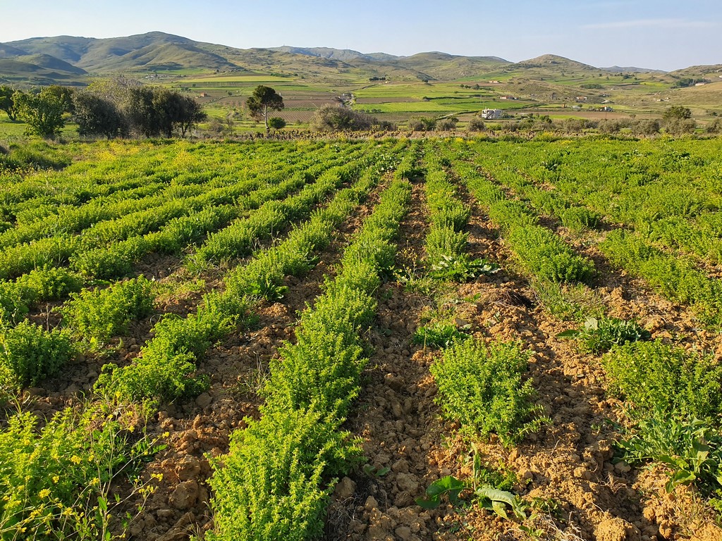 aegean organics oregano