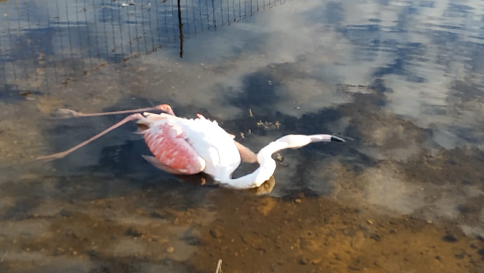 151216464 2784429251824105 3513171002846056593 n