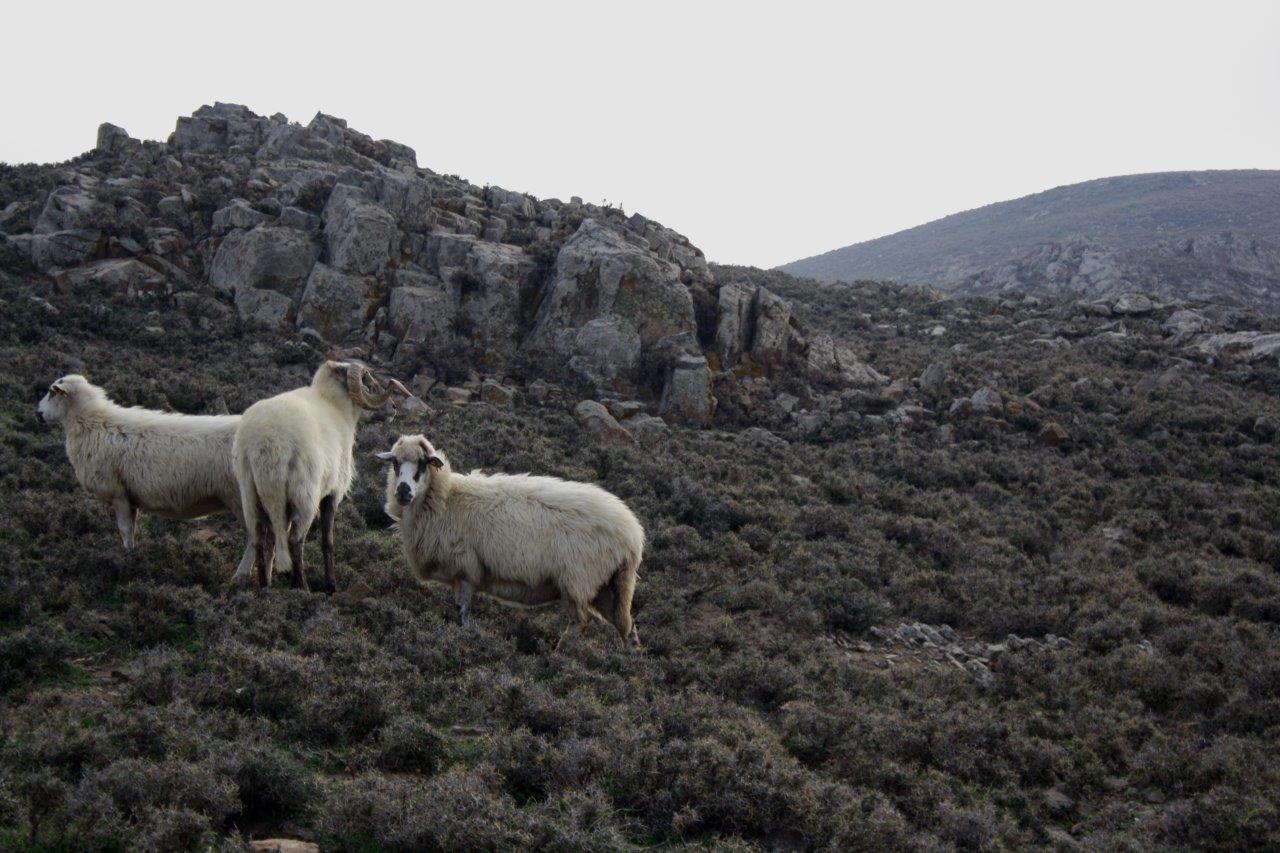 181022 Nasos Karagiannakis Vigla Lemnos 141