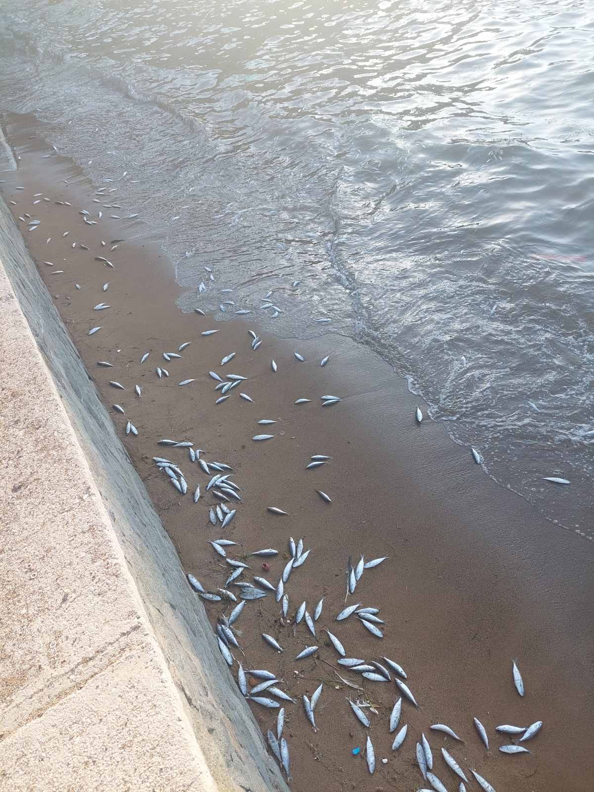 299497626 1258150451661738 6820854043214174949 n
