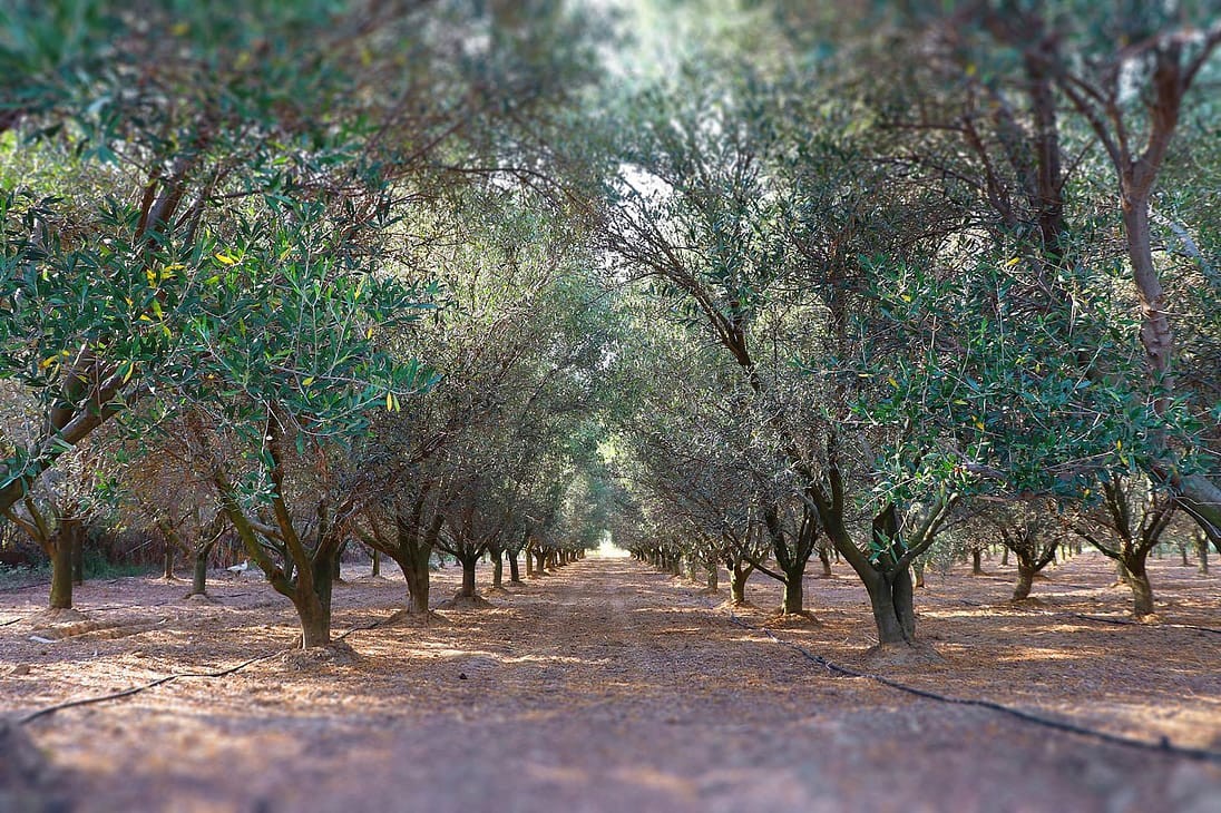Ktima Olon olive grove