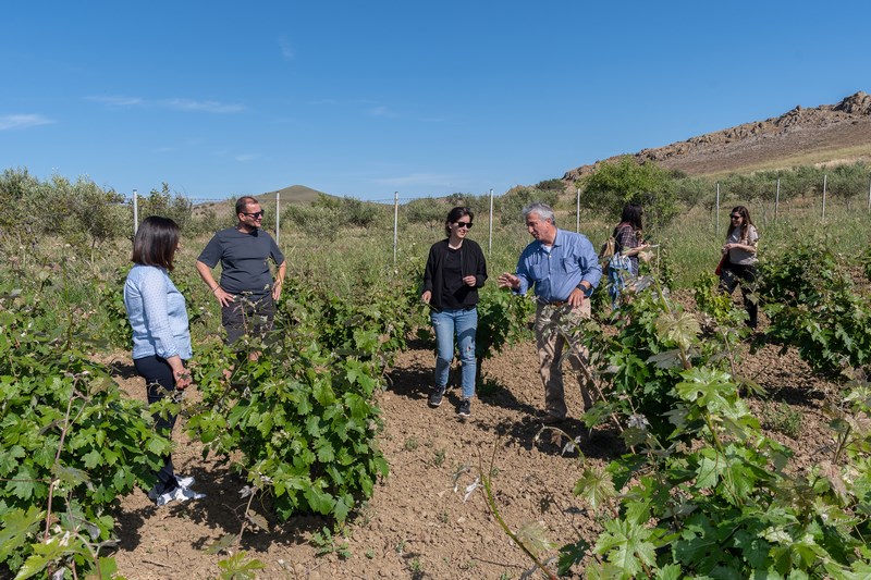 Lemnos Philema 2022 photo by Pantelis Pravlis Garalis Winery 62