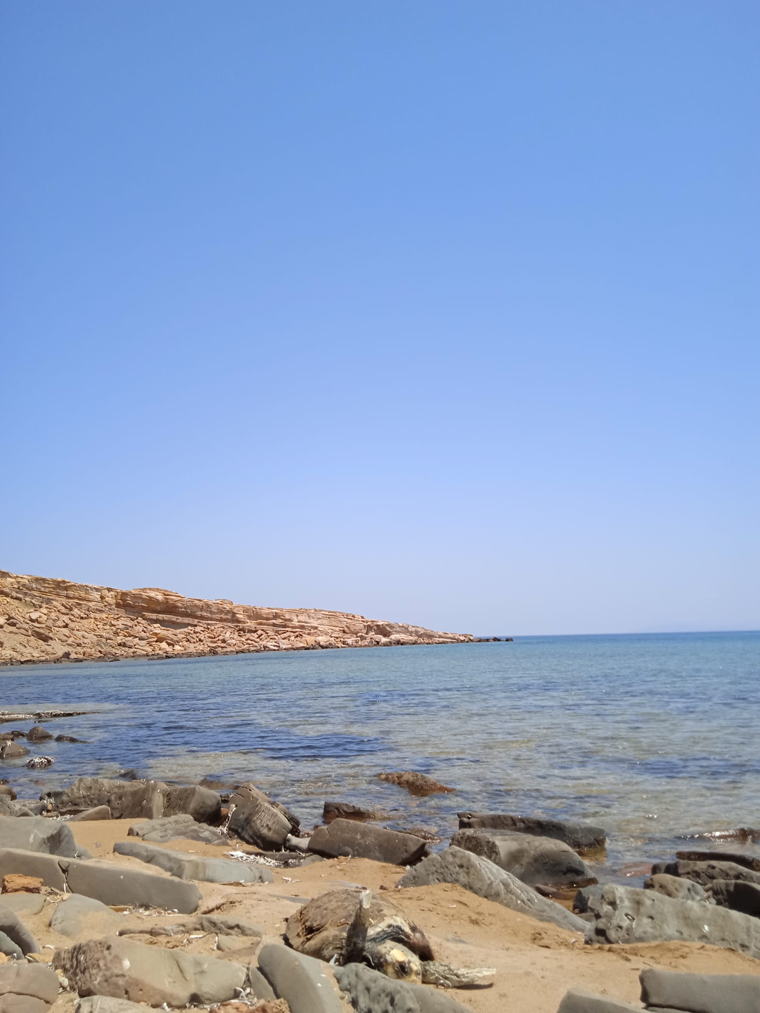 limnos propouli