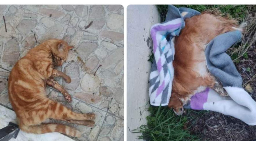 received 613814137246011