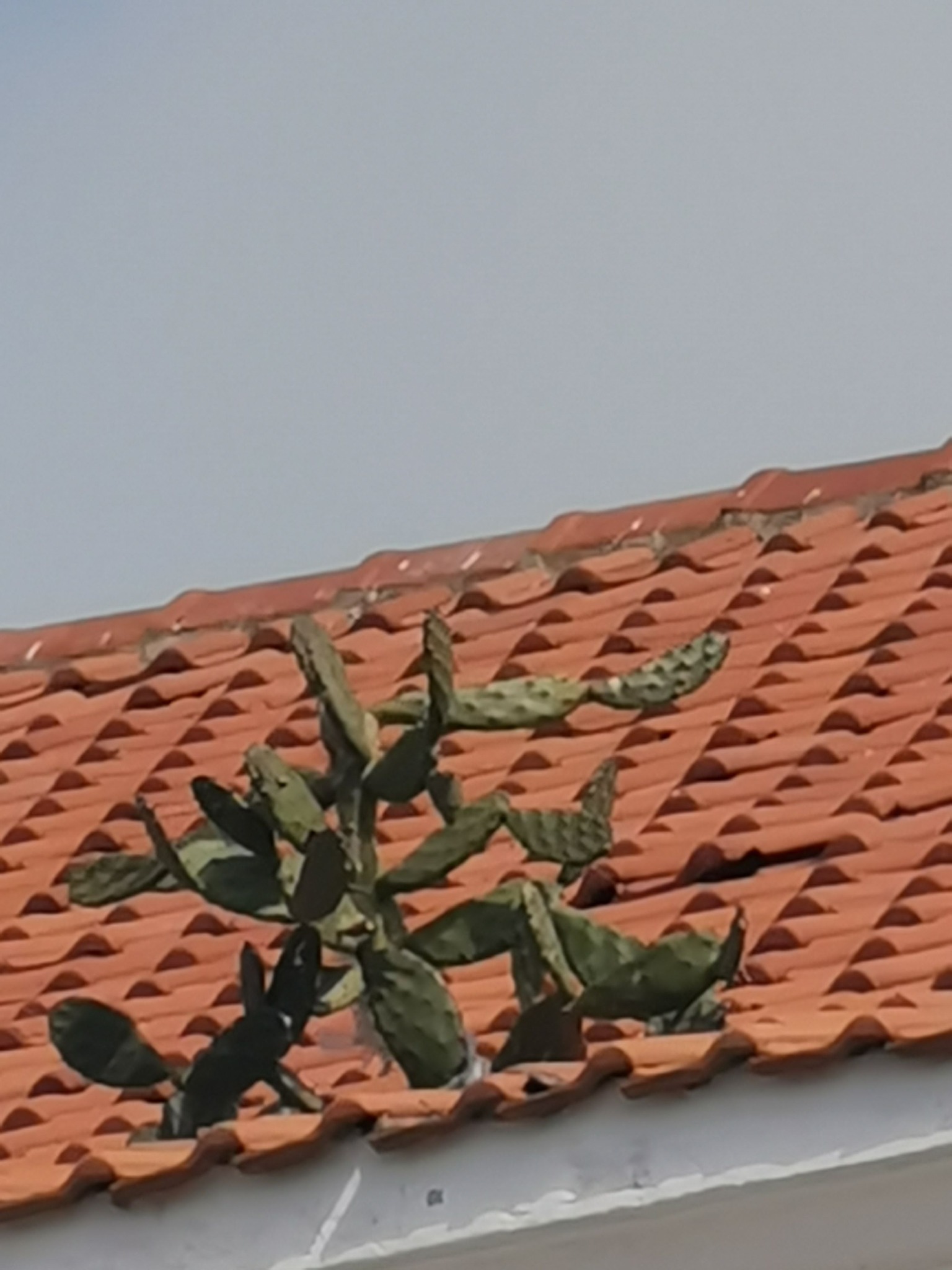 483915458 10233914804508149 7889648880647365747 n