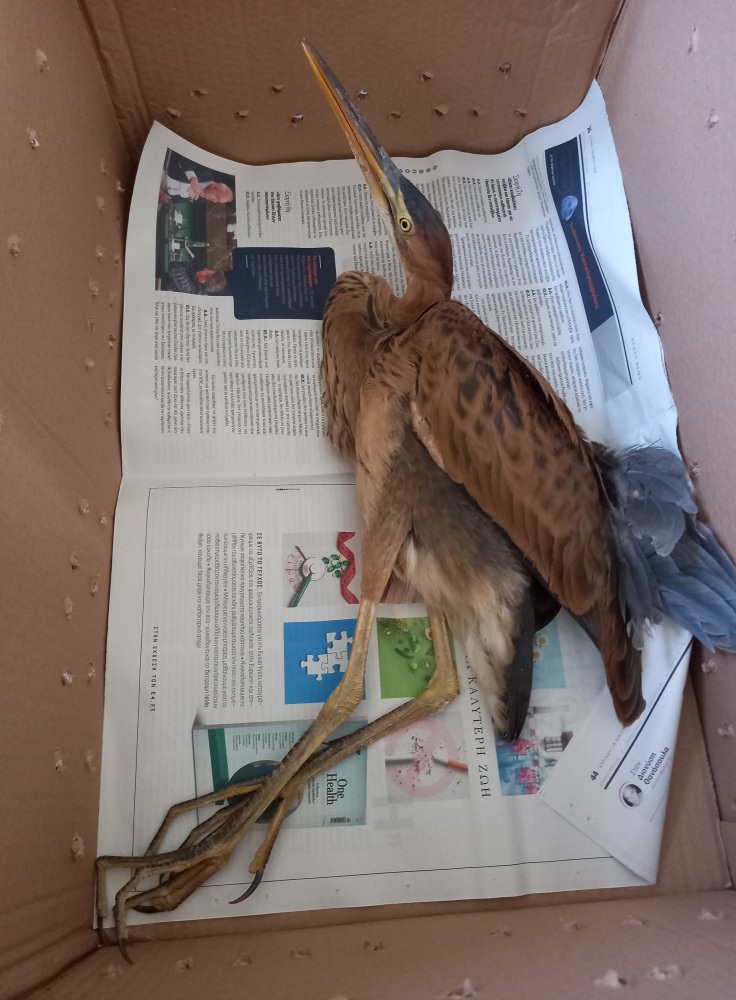 527339356 1161794895985073 6712486971605165586 n