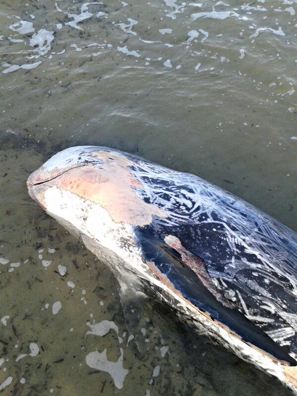 10401953 831584060240091 7981460886889152730 n