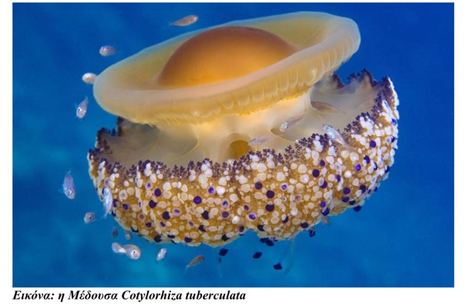 11992315 10200839637268793 168271509 n