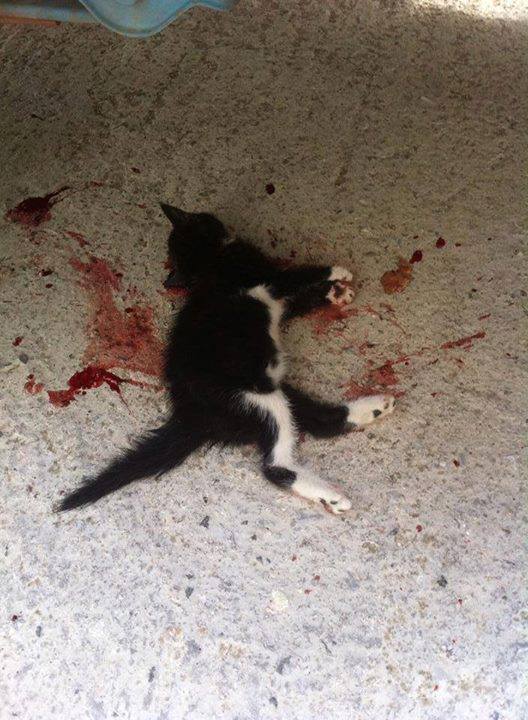 12079083 869047593215987 6505350830947918968 n