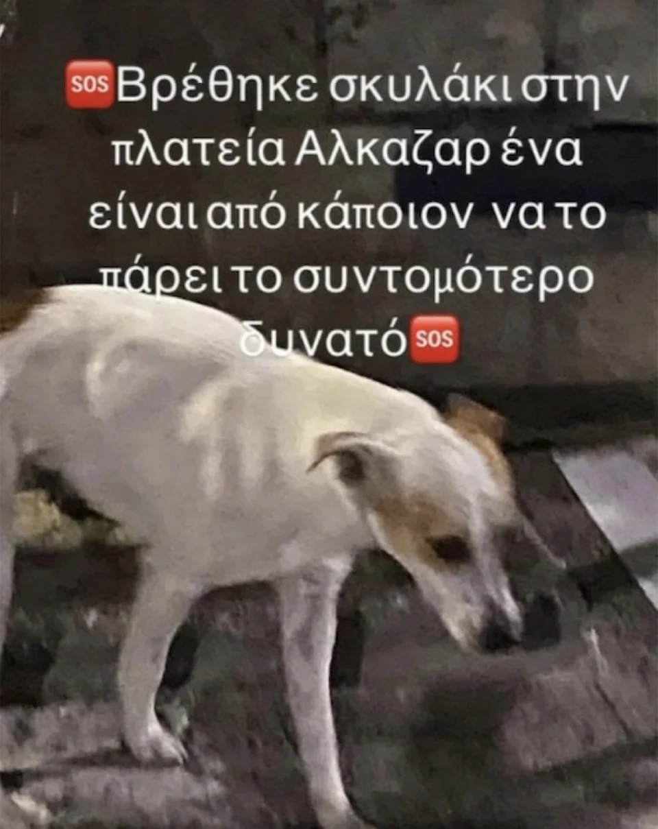 adespotos skylos larisa5541541