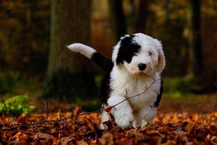 Ο φοιτητικός Σύλλογος Λήμνου στο πλευρό της Φιλοζωικής