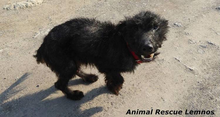 &Epsilon;&pi;&iota;&sigma;&tau;&omicron;&lambda;ή &sigma;&tau;&omicron; &Delta;ή&mu;&alpha;&rho;&chi;&omicron; &Lambda;ή&mu;&nu;&omicron;&upsilon; &gamma;&iota;&alpha; &tau;&omicron;&nu; ά&rho;&rho;&omega;&sigma;&tau;&omicron; &laquo;&Lambda;ά&mu;&pi;&rho;&omicron;&raquo; | &laquo;&Epsilon;&pi;&iota;&lambda;&eta;&phi;&theta;&epsilon;ί&tau;&epsilon; &tau;&omega;&nu; &epsilon;&upsilon;&theta;&upsilon;&nu;ώ&nu; &sigma;&alpha;&sigmaf;&raquo;