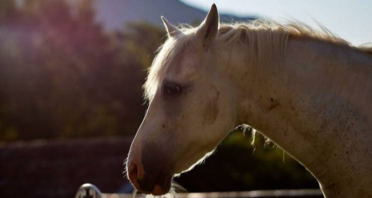 Σύλληψη άνδρα στη Λέσβο για κακομεταχείριση ζώου | Καταγγελία οδήγησε σε επέμβαση της Αστυνομίας