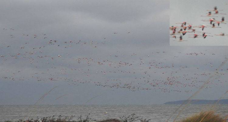 Γέμισε φλαμίνγκο ο ουρανός της Λήμνου | Ήρθαν οι όμορφοι επισκέπτες μας (photos)