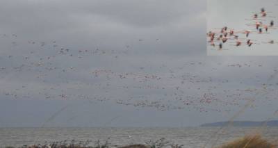 &Gamma;έ&mu;&iota;&sigma;&epsilon; &phi;&lambda;&alpha;&mu;ί&nu;&gamma;&kappa;&omicron; &omicron; &omicron;&upsilon;&rho;&alpha;&nu;ό&sigmaf; &tau;&eta;&sigmaf; &Lambda;ή&mu;&nu;&omicron;&upsilon; | Ή&rho;&theta;&alpha;&nu; &omicron;&iota; ό&mu;&omicron;&rho;&phi;&omicron;&iota; &epsilon;&pi;&iota;&sigma;&kappa;έ&pi;&tau;&epsilon;&sigmaf; &mu;&alpha;&sigmaf; (photos)