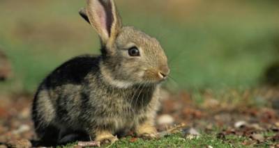 &Lambda;ή&mu;&nu;&omicron;&sigmaf;: &Delta;ή&lambda;&omega;&sigma;&eta; &zeta;&eta;&mu;&iota;ώ&nu; &alpha;&pi;ό ά&gamma;&rho;&iota;&alpha; &kappa;&omicron;&upsilon;&nu;έ&lambda;&iota;&alpha; &sigma;&epsilon; &alpha;&mu;&pi;&epsilon;&lambda;&omicron;&kappa;&alpha;&lambda;&lambda;&iota;έ&rho;&gamma;&epsilon;&iota;&epsilon;&sigmaf;