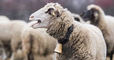 limnos-sygkinitiki-protovoulia-ktinotrofon-dinoun-provata-ston-synadelfo-tous-pou-exase-to-kopadi-tou-logo-evlogias