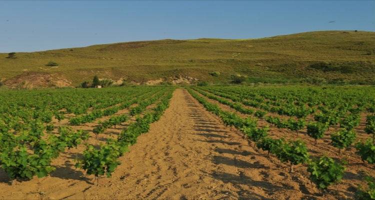 &Sigma;&tau;&omicron;&nu; &Omicron;&Pi;&Epsilon;&Kappa;&Epsilon;&Pi;&Epsilon; &omicron;&iota; &kappa;&alpha;&tau;&alpha;&sigma;&tau;ά&sigma;&epsilon;&iota;&sigmaf; &mu;&epsilon; &tau;&alpha; &laquo;&sigma;&tau;&rho;&epsilon;&alpha;&mu;&mu;&alpha;&tau;&iota;ά&tau;&iota;&kappa;&alpha;&raquo; &tau;&omega;&nu; &alpha;&mu;&pi;&epsilon;&lambda;&omicron;&pi;&alpha;&rho;&alpha;&gamma;&omega;&gamma;ώ&nu; &tau;&eta;&sigmaf; &Lambda;ή&mu;&nu;&omicron;&upsilon;