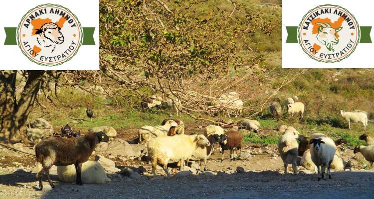 Λήμνος, ζωή, παράδοση, παραγωγή