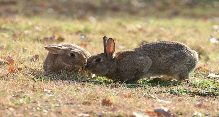 Ξεκίνησε νέα υποβολή αιτήσεων για ζημιές από αγριοκούνελα στα σιτηρά της Λήμνου