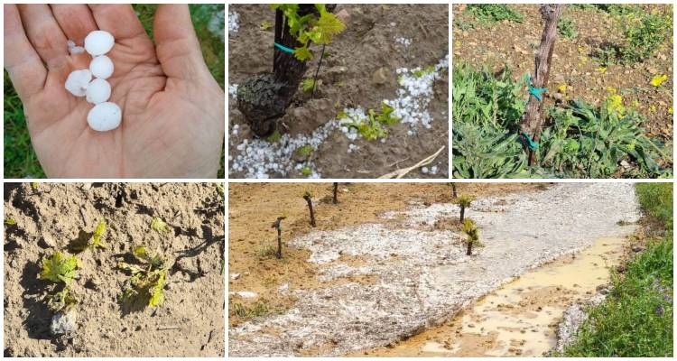 Λήμνος: Ζημιές στα αμπέλια από το χαλάζι