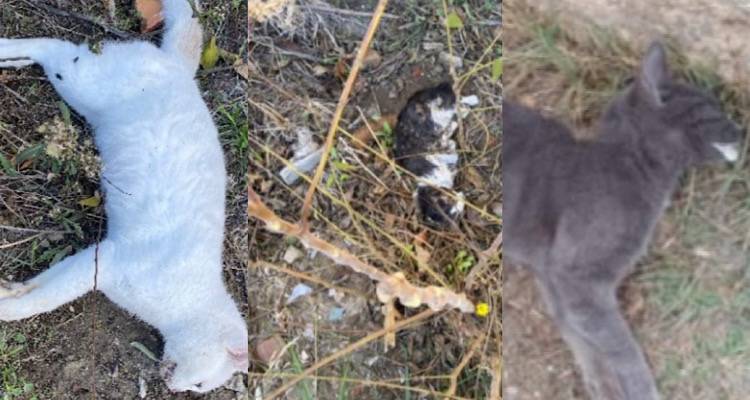 Λήμνος: Εντοπίστηκαν νεκρές γάτες στο Βάρος