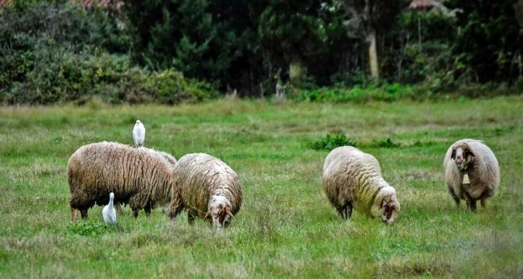 «Ανοιχτό το θέμα του lockdown για τα αιγοπρόβατα», λέει ο υφ. Αγροτικής Ανάπτυξης | Σύσκεψη τη Δευτέρα