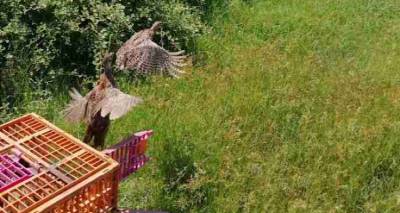 &Pi;&alpha;&rho;έ&mu;&beta;&alpha;&sigma;&eta; &tau;&eta;&sigmaf; &Pi;.&Phi;.&Pi;.&Omicron; &alpha;&nu;&omicron;ί&gamma;&epsilon;&iota; &tau;&eta; &sigma;&upsilon;&zeta;ή&tau;&eta;&sigma;&eta; &gamma;&iota;&alpha; &tau;&iota;&sigmaf; &alpha;&pi;&epsilon;&lambda;&epsilon;&upsilon;&theta;&epsilon;&rho;ώ&sigma;&epsilon;&iota;&sigmaf; &xi;&epsilon;&nu;&iota;&kappa;ώ&nu; &epsilon;&iota;&delta;ώ&nu; | &Epsilon;&pi;&iota;&sigma;&tau;&omicron;&lambda;ή &pi;&rho;&omicron;&sigmaf; &tau;&omicron; &Upsilon;&pi;&omicron;&upsilon;&rho;&gamma;&epsilon;ί&omicron; &Pi;&epsilon;&rho;&iota;&beta;ά&lambda;&lambda;&omicron;&nu;&tau;&omicron;&sigmaf;