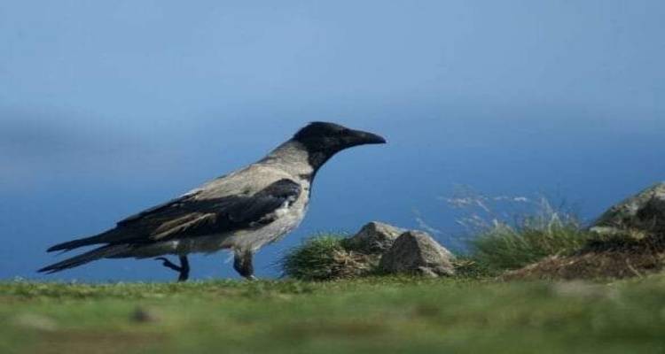 &Nu;έ&alpha; &pi;&rho;&omicron;&sigma;&pi;ά&theta;&epsilon;&iota;&alpha; &epsilon;&lambda;έ&gamma;&chi;&omicron;&upsilon; &tau;&omicron;&upsilon; &pi;&lambda;&eta;&theta;&upsilon;&sigma;&mu;&omicron;ύ &tau;&omega;&nu; &kappa;&omicron;&rho;&alpha;&kappa;&omicron;&epsilon;&iota;&delta;ώ&nu; &sigma;&tau;&eta; &Lambda;ή&mu;&nu;&omicron;