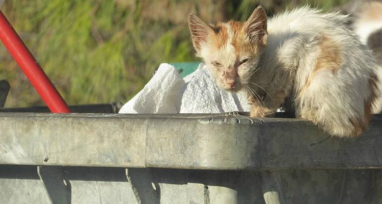 Φιλοζωικός Σύλλογος Λήμνου: «Εν αναμονή της αδειδότησης του δημοτικού κτηνιατρείου»