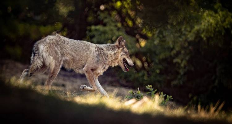 &Lambda;ύ&kappa;&omicron;&sigmaf; &epsilon;&pi;&iota;&tau;έ&theta;&eta;&kappa;&epsilon; &sigma;&epsilon; &kappa;ά&tau;&omicron;&iota;&kappa;&omicron; &sigma;&tau;&omicron; &Kappa;&rho;&upsilon;&omicron;&nu;έ&rho;&iota;: &laquo;Έ&pi;&epsilon;&sigma;&epsilon; &pi;ά&nu;&omega; &mu;&omicron;&upsilon; &kappa;&alpha;&iota; &mu;&epsilon; &delta;ά&gamma;&kappa;&omega;&sigma;&epsilon;&raquo; -&Pi;ώ&sigmaf; &kappa;&alpha;&tau;ά&phi;&epsilon;&rho;&epsilon; &nu;&alpha; &tau;&omicron;&nu; &delta;&iota;ώ&xi;&epsilon;&iota;