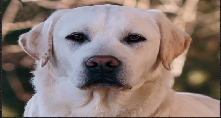 &Beta;&rho;έ&theta;&eta;&kappa;&epsilon; &omicron;&iota;&kappa;&omicron;&gamma;έ&nu;&epsilon;&iota;&alpha; &alpha;&pi;ό &tau;&eta; &Lambda;ή&mu;&nu;&omicron; &gamma;&iota;&alpha; &tau;&alpha; 2 &Lambda;&alpha;&mu;&pi;&rho;&alpha;&nu;&tau;ό&rho;