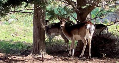 to-elafi-tis-limnou-eksoikeiomeno-me-ton-anthropo-kai-panemorfo