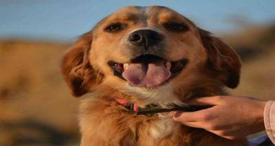 &Tau;&alpha; &alpha;&delta;έ&sigma;&pi;&omicron;&tau;&alpha; &sigma;&kappa;&upsilon;&lambda;ά&kappa;&iota;&alpha; &tau;&eta;&sigmaf; &Lambda;ή&mu;&nu;&omicron;&upsilon; &pi;&rho;&omega;&tau;&alpha;&gamma;&omega;&nu;&iota;&sigma;&tau;&omicron;ύ&nu; &sigma;&epsilon; &theta;&epsilon;&alpha;&tau;&rho;&iota;&kappa;ή &pi;&alpha;&rho;ά&sigma;&tau;&alpha;&sigma;&eta; &tau;&omicron;&upsilon; &Gamma;&upsilon;&mu;&nu;&alpha;&sigma;ί&omicron;&upsilon; &Mu;ύ&rho;&iota;&nu;&alpha;&sigmaf;