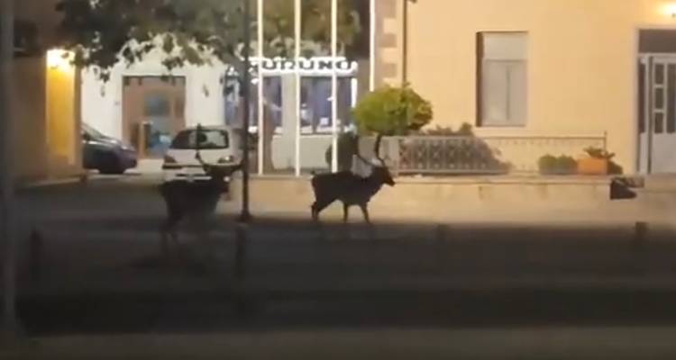 Λήμνος: Τα πλατώνια κυκλοφορούν ανάμεσα μας (video)