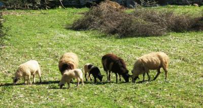 E&kappa;&delta;ή&lambda;&omega;&sigma;&eta; &gamma;&iota;&alpha; &tau;&eta; &delta;&iota;&alpha;&chi;&epsilon;ί&rho;&iota;&sigma;&eta; &pi;&alpha;&theta;ή&sigma;&epsilon;&omega;&nu; &mu;&iota;&kappa;&rho;ώ&nu; &mu;&eta;&rho;&upsilon;&kappa;&alpha;&sigma;&tau;&iota;&kappa;ώ&nu; &sigma;&tau;&eta; &Lambda;ή&mu;&nu;&omicron;