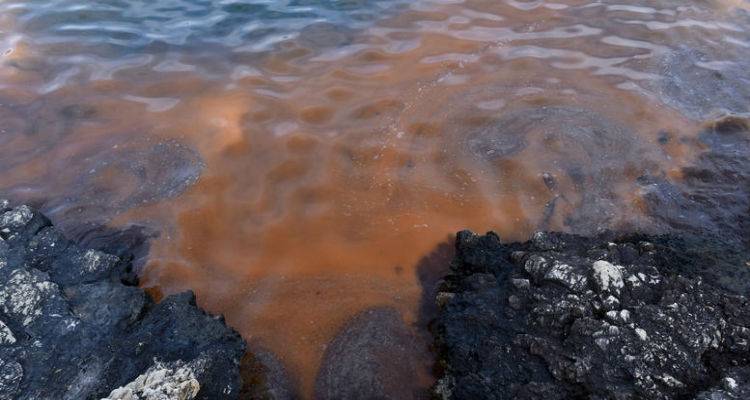 &Mu;ά&sigma;&tau;&iota;&gamma;&alpha; &eta; &epsilon;&mu;&phi;ά&nu;&iota;&sigma;&eta; &phi;&upsilon;&tau;&omicron;&pi;&lambda;&alpha;&gamma;&kappa;&tau;ό&nu; &sigma;&tau;&omicron; &Beta;ό&rho;&epsilon;&iota;&omicron; &Alpha;&iota;&gamma;&alpha;ί&omicron; | &Chi;&omega;&rho;ί&sigmaf; &mu;&epsilon;&rho;&omicron;&kappa;ά&mu;&alpha;&tau;&omicron; &omicron;&iota; &psi;&alpha;&rho;ά&delta;&epsilon;&sigmaf;