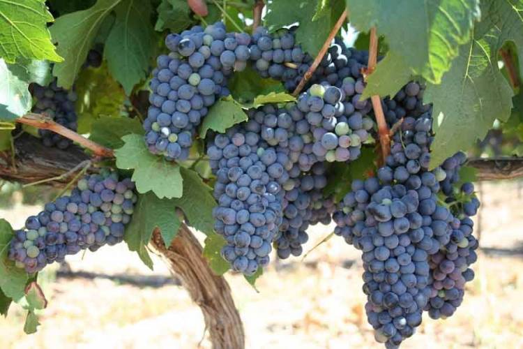 &Alpha;&lambda;&lambda;ά&zeta;&epsilon;&iota; &eta; &eta;&mu;&epsilon;&rho;&omicron;&mu;&eta;&nu;ί&alpha; &pi;&alpha;&rho;&alpha;&lambda;&alpha;&beta;ή&sigmaf; &epsilon;&rho;&upsilon;&theta;&rho;ώ&nu; &sigma;&tau;&alpha;&phi;&upsilon;&lambda;&iota;ώ&nu;