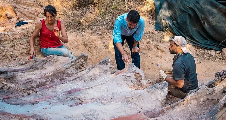 Ο μεγαλύτερος δεινόσαυρος στην Ευρώπη βρέθηκε στην πίσω αυλή ενός σπιτιού στην Πορτογαλία