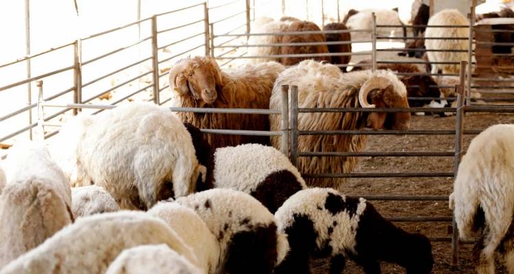 Καστοριά: Σε καραντίνα 12 κοπάδια αιγοπροβάτων λόγω καταρροϊκού πυρετού -Έκτακτη οικονομική επιχορήγηση για απολύμανση