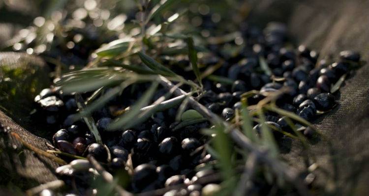&Alpha;&nu;ά&kappa;&lambda;&eta;&sigma;&eta; &epsilon;&xi;&alpha;&iota;&rho;&epsilon;&tau;&iota;&kappa;ά &pi;&alpha;&rho;&theta;έ&nu;&omicron;&upsilon; &epsilon;&lambda;&alpha;&iota;ό&lambda;&alpha;&delta;&omicron;&upsilon; &alpha;&pi;ό &tau;&omicron;&nu; &Epsilon;&Phi;&Epsilon;&Tau;
