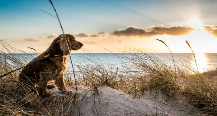 &Epsilon;&pi;&iota;&sigma;&kappa;έ&pi;&tau;&rho;&iota;&alpha;: Έ&lambda;&lambda;&epsilon;&iota;&psi;&eta; &pi;&alpha;&iota;&delta;&epsilon;ί&alpha;&sigmaf; &kappa;&alpha;&iota; &pi;&omicron;&lambda;&iota;&tau;&iota;&sigma;&mu;&omicron;ύ &eta; &alpha;&pi;&alpha;&gamma;ό&rho;&epsilon;&upsilon;&sigma;&eta; &zeta;ώ&omega;&nu; &sigma;&upsilon;&nu;&tau;&rho;&omicron;&phi;&iota;ά&sigmaf; &sigma;&epsilon; &pi;&alpha;&rho;&alpha;&lambda;ί&epsilon;&sigmaf; &tau;&eta;&sigmaf; &Lambda;ή&mu;&nu;&omicron;&upsilon;