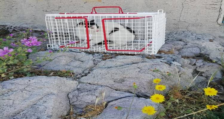 Λήμνος: Μαζικές στειρώσεις γατών