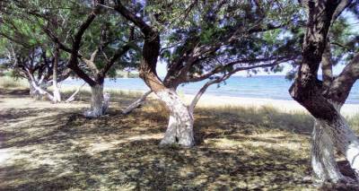 &Lambda;ή&mu;&nu;&omicron;&sigmaf;: &Pi;&iota;&omicron; ό&mu;&omicron;&rho;&phi;&omicron; &kappa;&alpha;&iota; &pi;&iota;&omicron; &kappa;&alpha;&theta;&alpha;&rho;ό &tau;&omicron; &delta;&alpha;&sigma;ά&kappa;&iota; &tau;&omicron;&upsilon; &Alpha;&upsilon;&lambda;ώ&nu;&alpha; (photos)