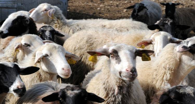 &laquo;&Nu;&alpha; &kappa;&eta;&rho;&upsilon;&chi;&theta;&epsilon;ί &eta; &Lambda;ή&mu;&nu;&omicron;&sigmaf; &sigma;&epsilon; &kappa;&alpha;&rho;&alpha;&nu;&tau;ί&nu;&alpha;&raquo; &zeta;&eta;&tau;ά&epsilon;&iota; &eta; &Tau;&omicron;&mu;&epsilon;&alpha;&kappa;ή &Epsilon;&pi;&iota;&tau;&rho;&omicron;&pi;ή &Kappa;&Kappa;&Epsilon; &tau;&omicron;&upsilon; &nu;&eta;&sigma;&iota;&omicron;ύ