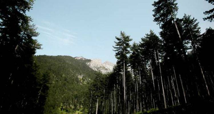 &Alpha;&sigma;ύ&lambda;&lambda;&eta;&pi;&tau;&eta; &tau;&rho;&alpha;&gamma;&omega;&delta;ί&alpha; &sigma;&tau;&eta; &Phi;&theta;&iota;ώ&tau;&iota;&delta;&alpha;: &Sigma;&kappa;ό&tau;&omega;&sigma;&epsilon; &tau;&omicron;&nu; 38&chi;&rho;&omicron;&nu;&omicron; &gamma;&alpha;&mu;&pi;&rho;ό &tau;&omicron;&upsilon;, &sigma;&tau;&omicron; &kappa;&upsilon;&nu;ή&gamma;&iota;
